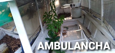 ambulanchas
